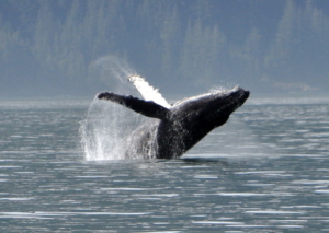 breaching whale in Alaska