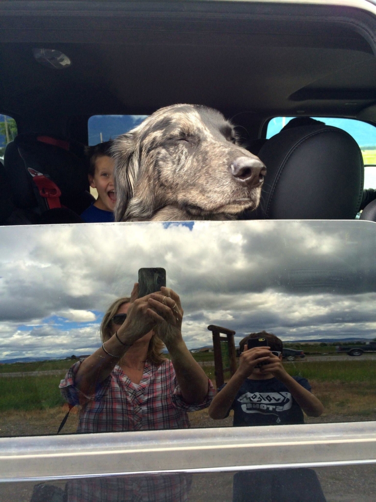 dog in car