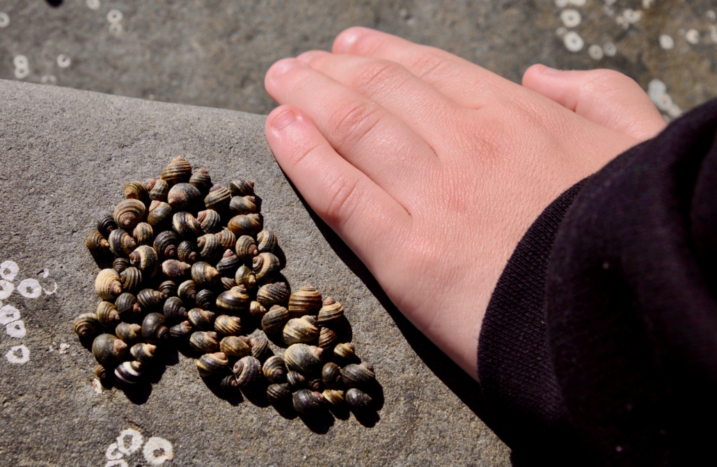 Child hand measuring shells as part of Citizen Science