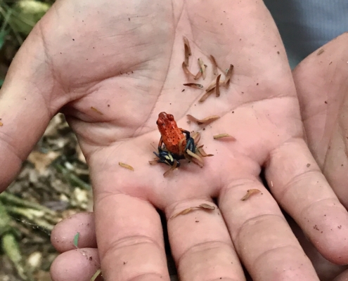 poison dart frog