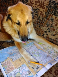 Dog with map