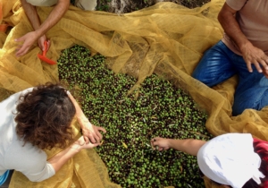 Italy with kids olive harvest