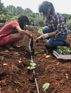 Helping to plant veggies