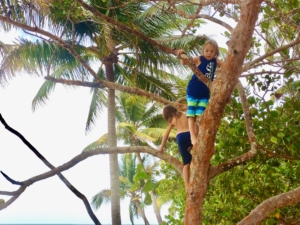 boys climbing a coconut tree