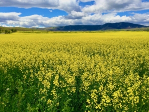 field of yellow flowers