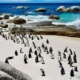 penguins on the beach