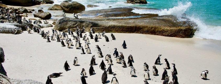 penguins on the beach