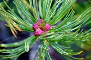 pink blossom inside pine tree