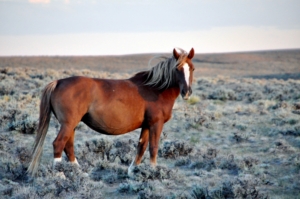 wild horse in Nevada