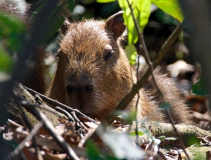 capybara 