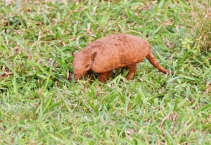 armadillo in the grass, South America, Brail, Pantanal, worldschooling