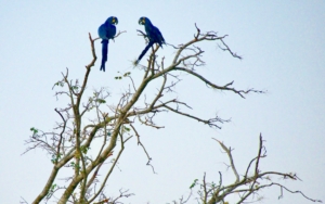 Hyacinth macaws in the wild, Pantanal, Brazil