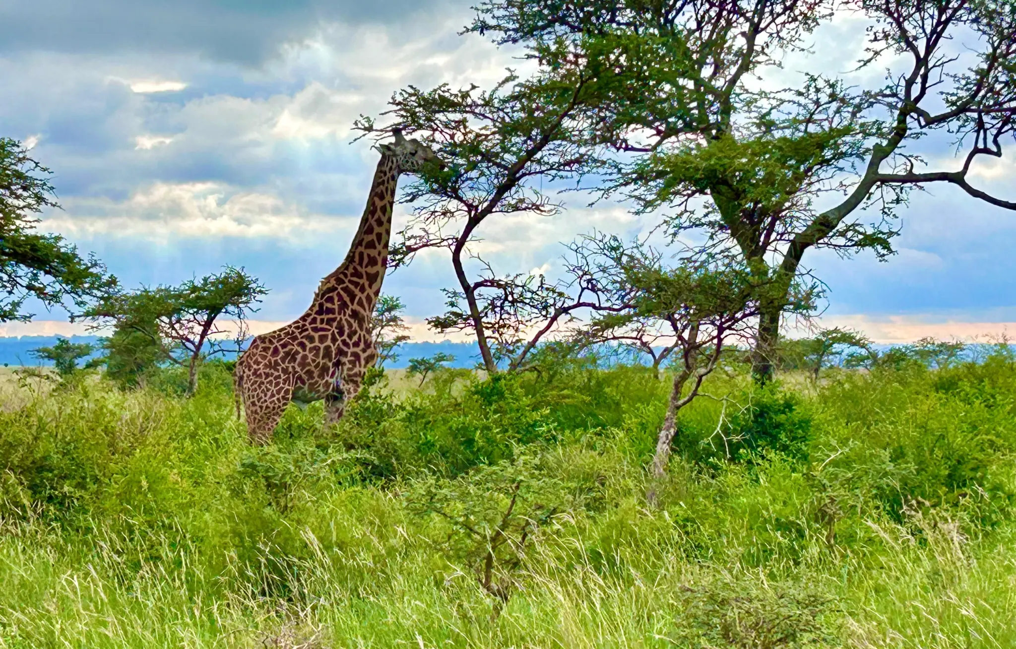 giraffe grazing and feeding in grass meadow and trees outside nairobi, kenya.