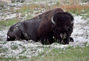 Yellowstone National Park, world schooling, sustainable family travel