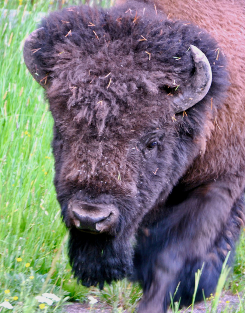 bison in Yellowstone; worldschooling in animal conservation